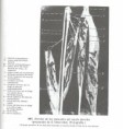 /album/laminario-/a887-jpg/