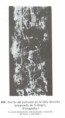 /album/laminario-/a890-jpg/
