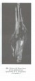 /album/laminario-/a896-jpg/