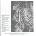 /album/laminario-/a905b-jpg/