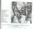 /album/laminario-/a909-jpg/